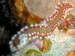 DO NOT TOUCH... Bristle Worm... by Christopher Lynch 
